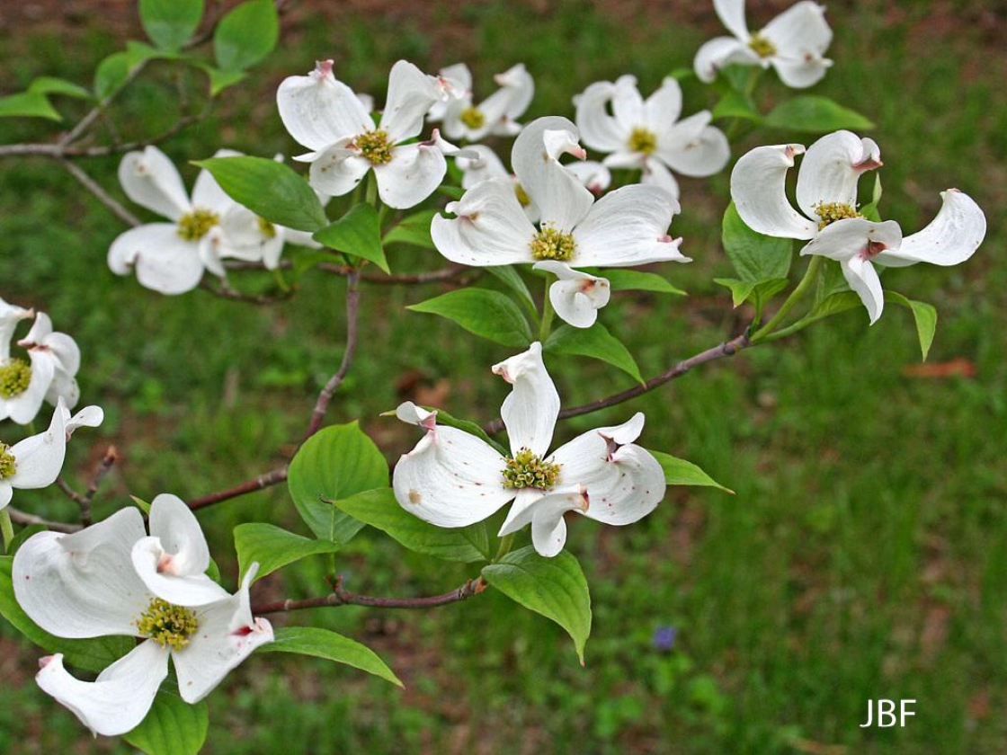 Flowering dogwood The Morton Arboretum