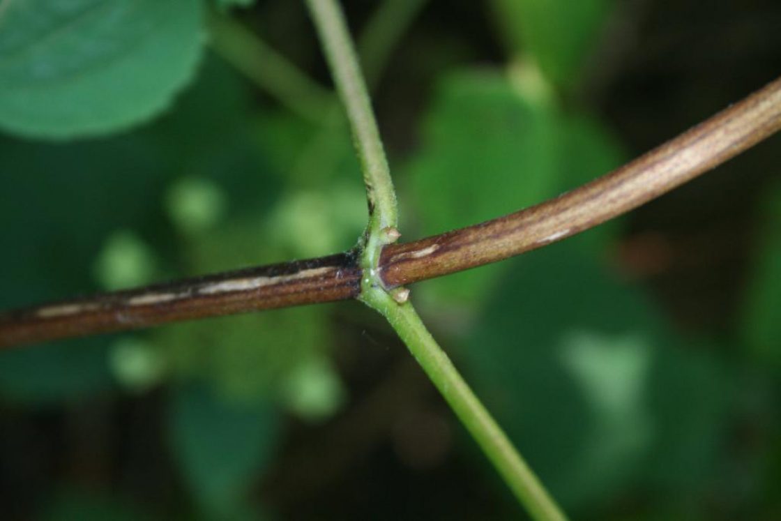 Hydrangea arborescens (Wild Hydrangea), bud, lateral