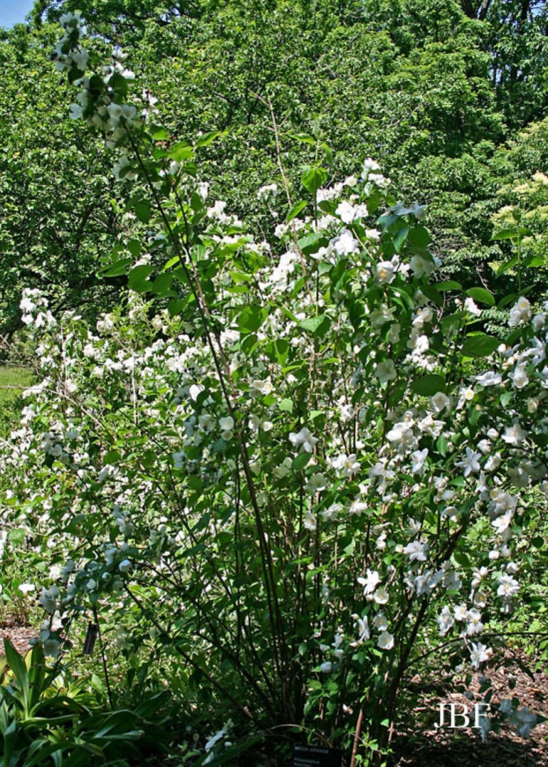 Virginal mock-orange | The Morton Arboretum