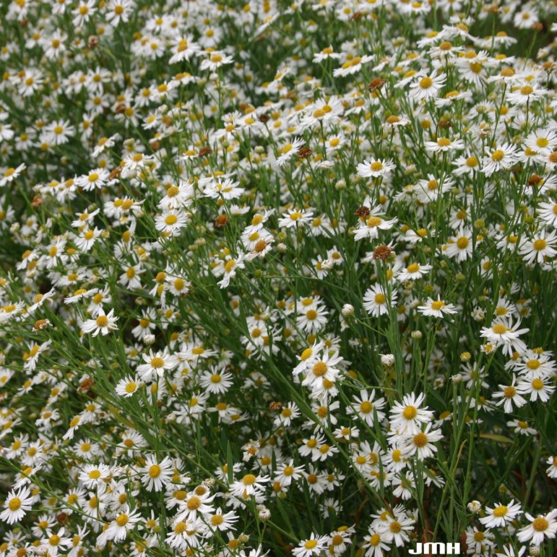 Boltonia asteroides 'Jim Crockett'  (false chamomile), habit