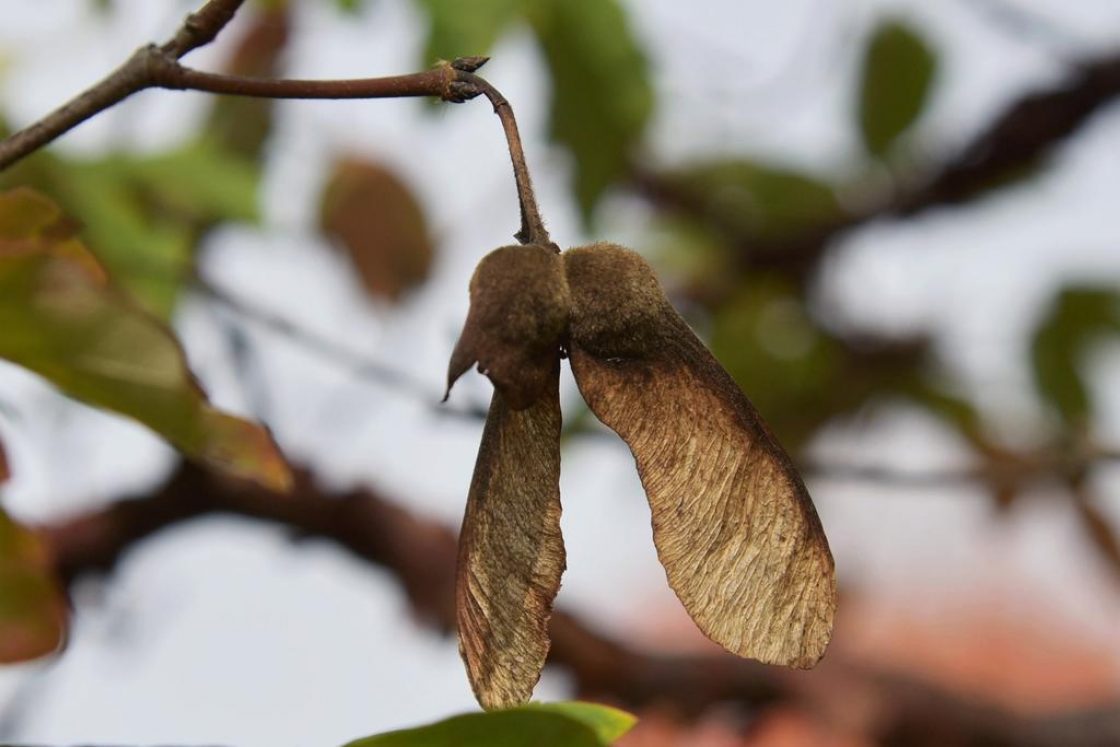 Acer griseum (Paper-barked Maple), fruit, mature