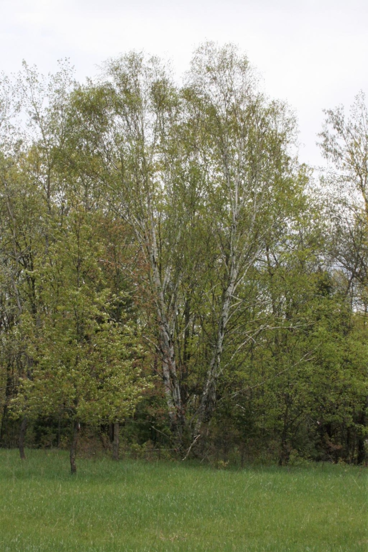 Paper Birch | The Morton Arboretum