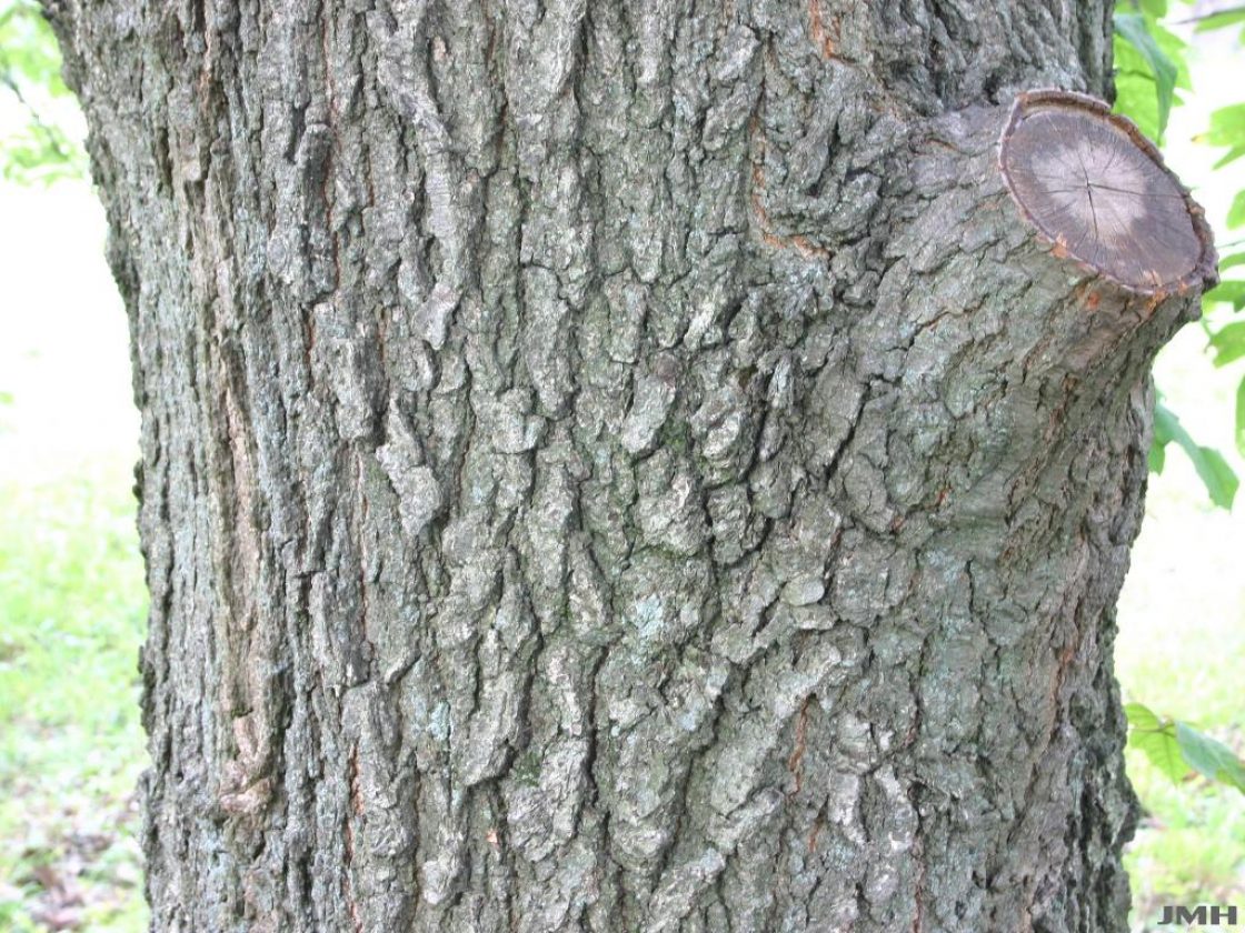 Quercus imbricaria Michx. (SHINGLE OAK), bark
