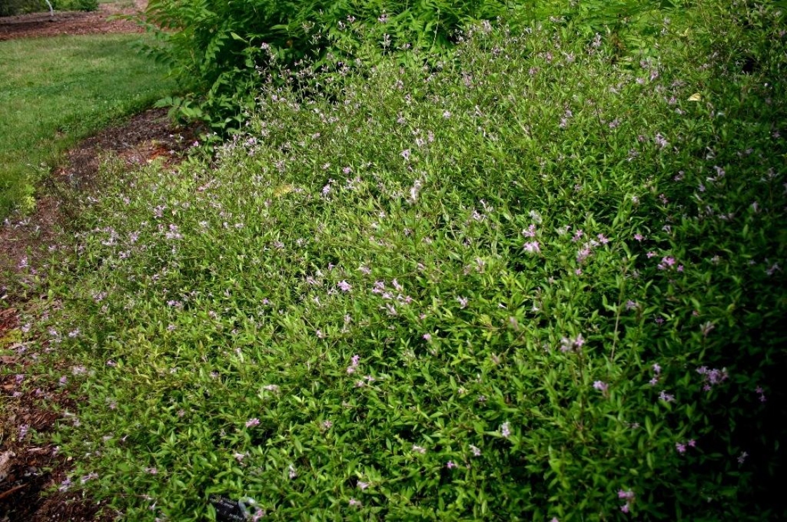 Leptodermis oblonga Bge. (Chinese leptodermis), habit
