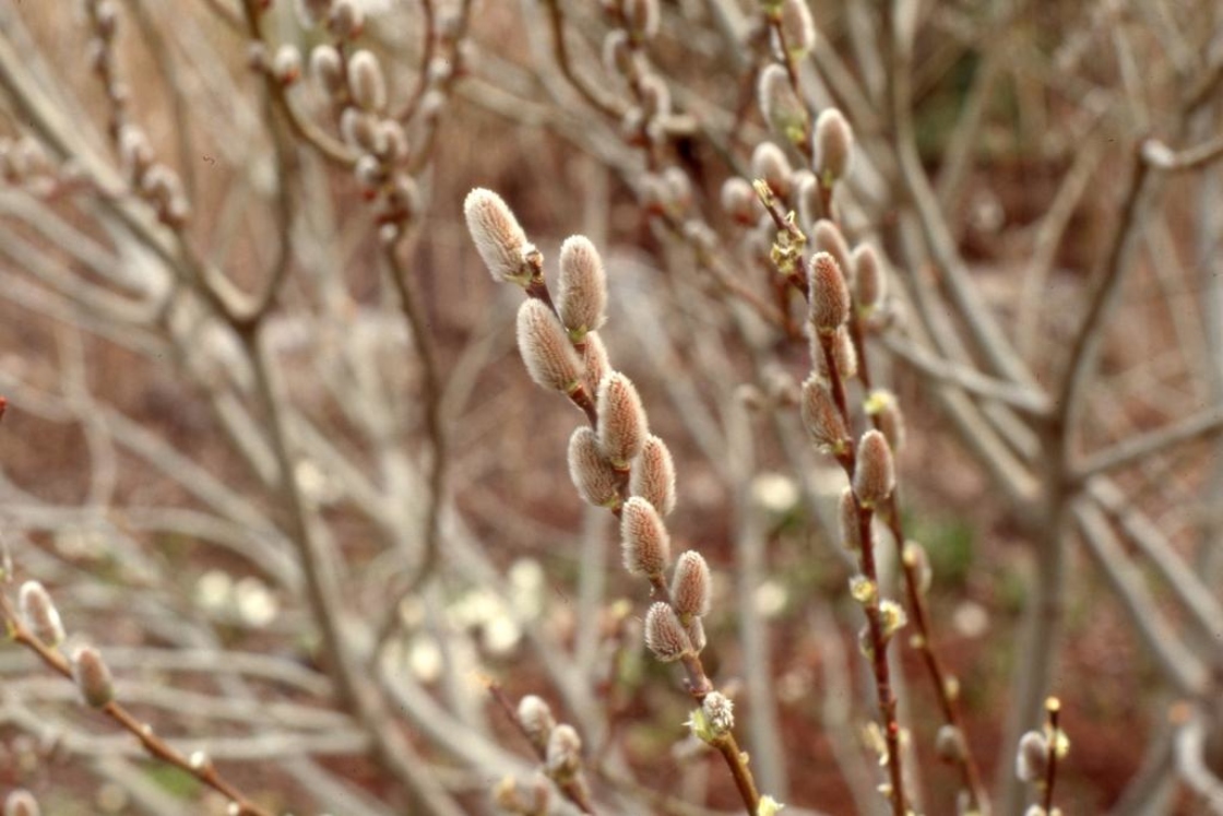 Salix caprea L. (goat willow), early flowers