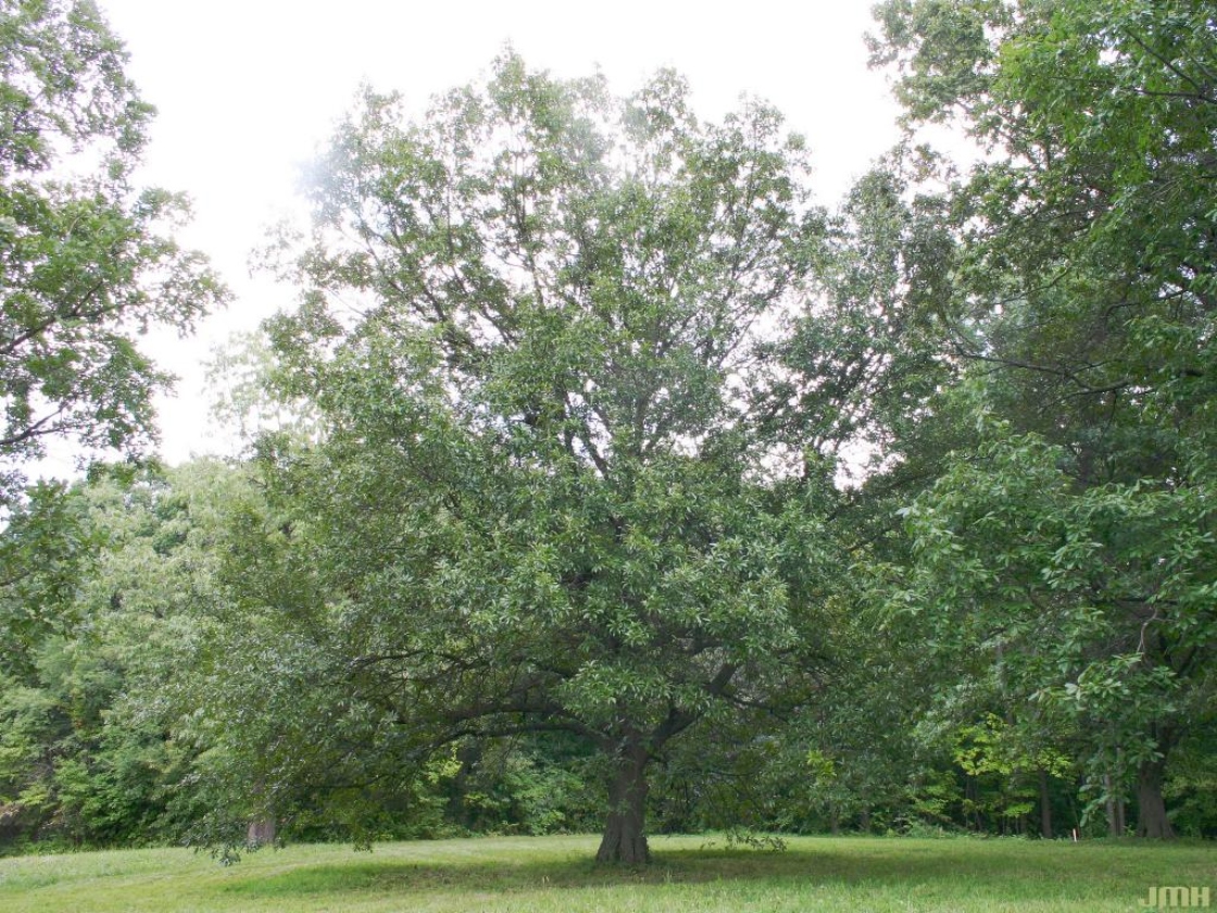 Quercus imbricaria Michx. (SHINGLE OAK), growth habit, tree form