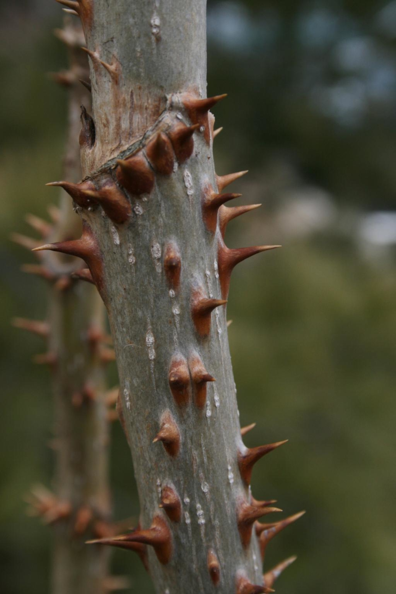 Devil’s walking stick The Morton Arboretum