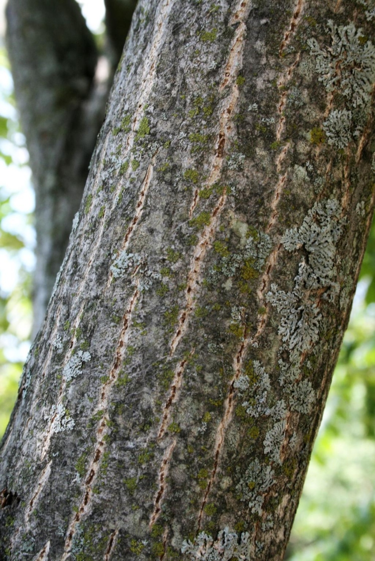 Juglans cinerea (Butternut), bark, branch
