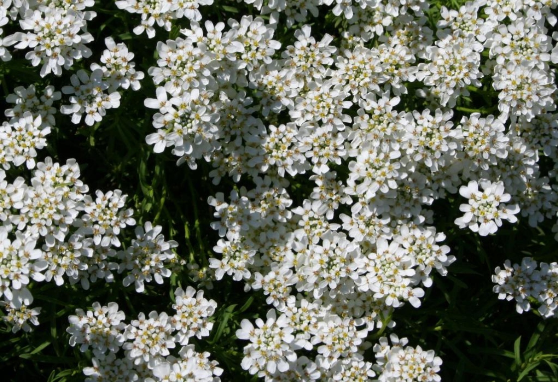 Iberis sempervirens L. (candytuft), flowers