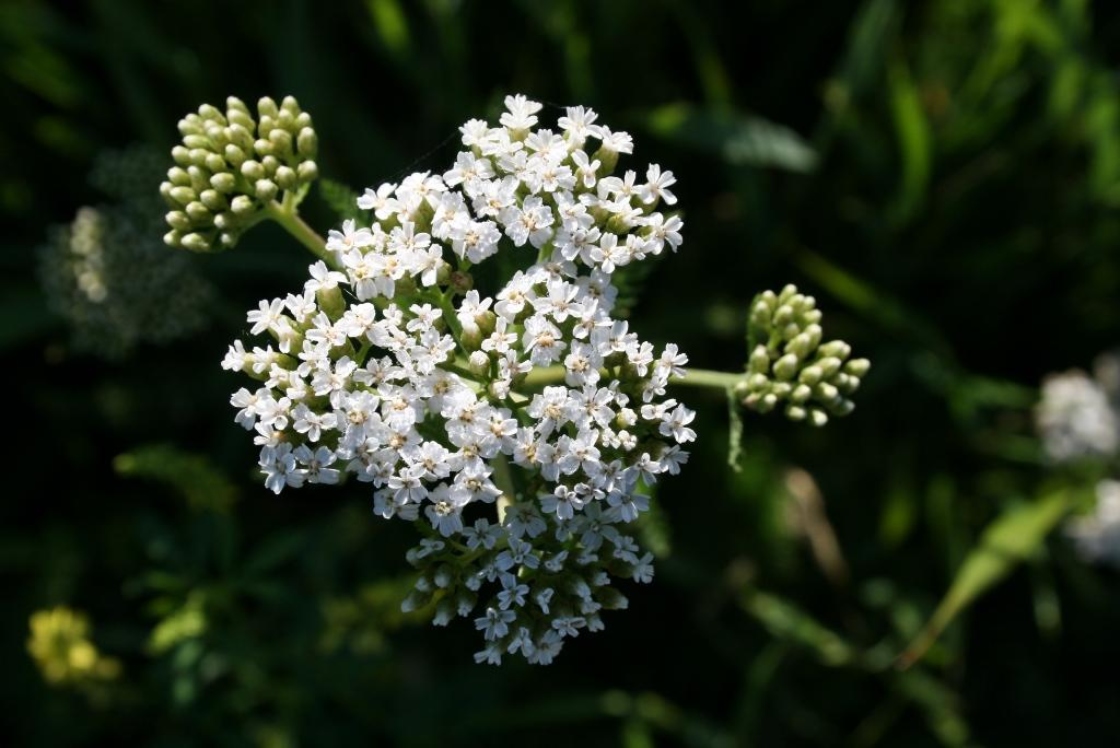 Achillea millefolium (Yarrow), inflorescence