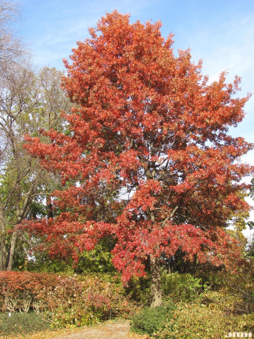 Quercus ellipsoidalis E.J.Hill (HILL'S OAK), growth habit, tree form, fall color