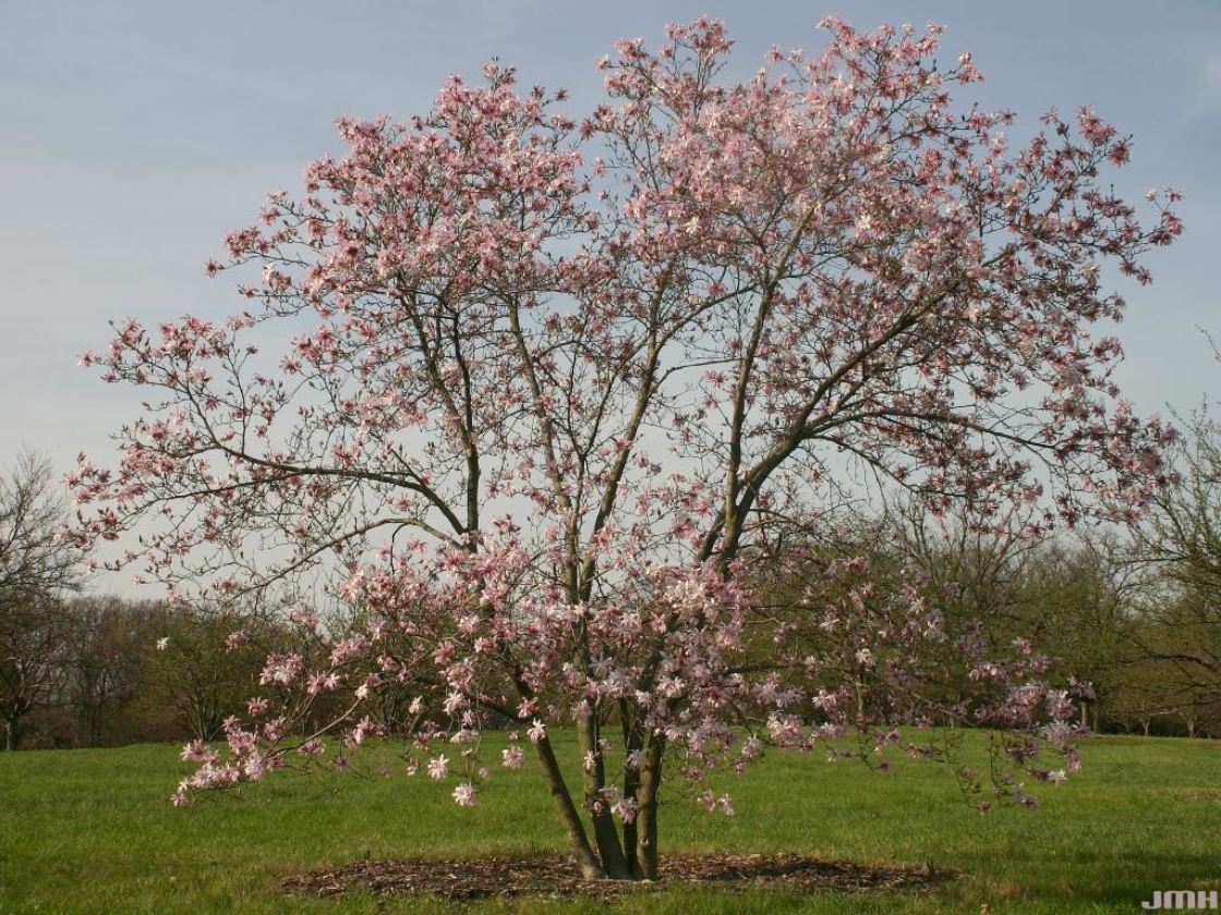 Magnolia x loebneri ‘Leonard Messel’ (Leonard Messel Loebner’s magnolia), growth habit, tree form
