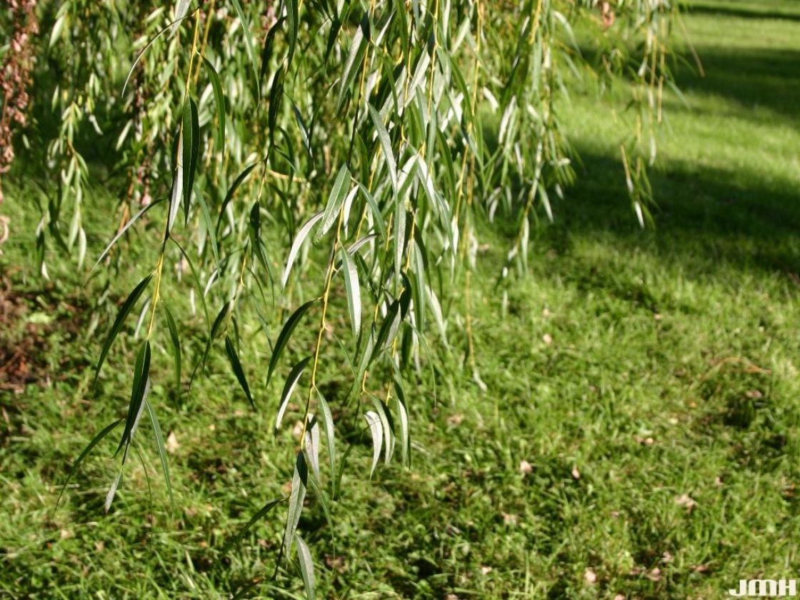thumbnail image 2 of Weeping Willow Tree Cuttings - Beautiful Arching Canopy 2 of 11
