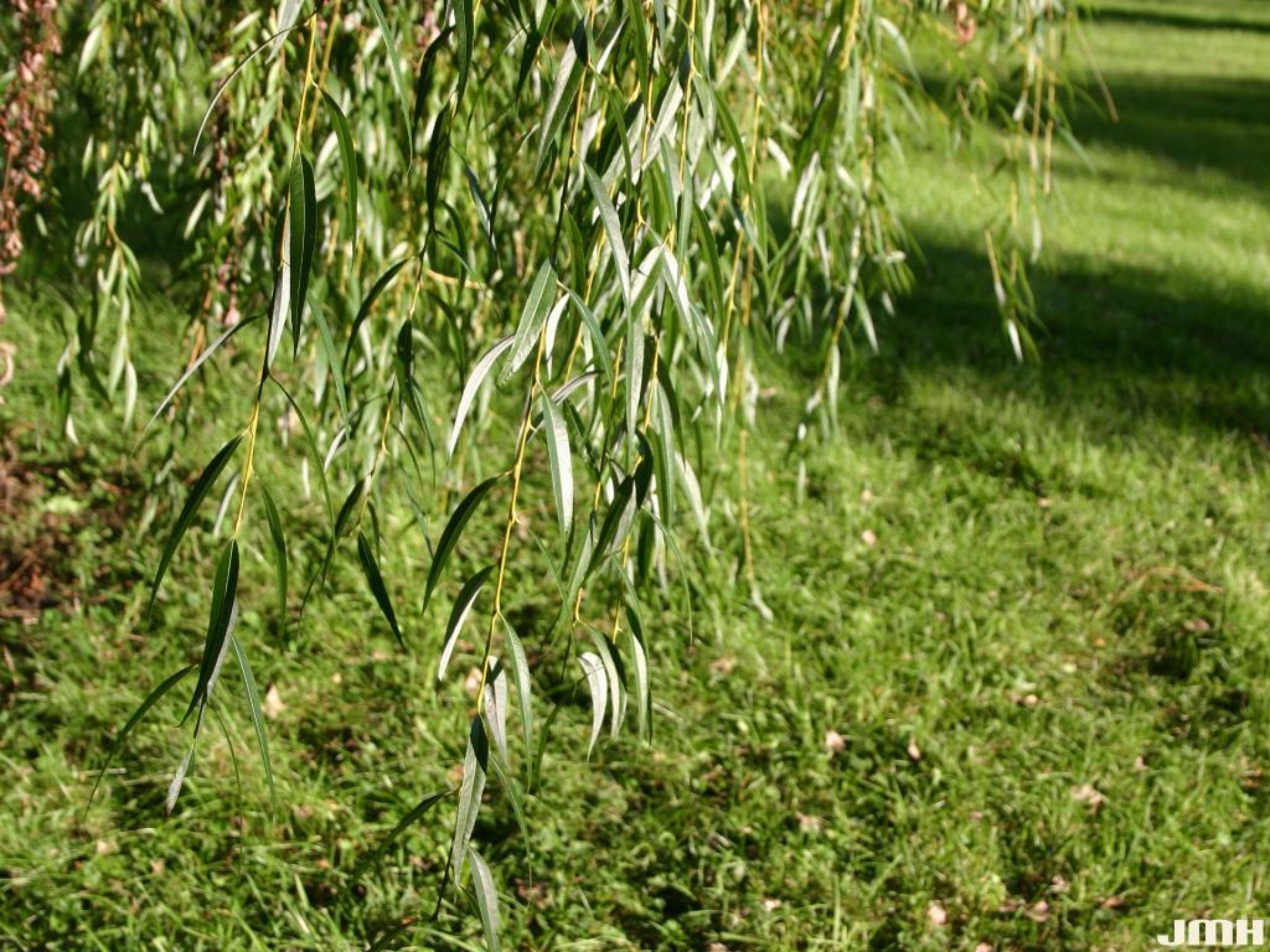 Golden weeping willow The Morton Arboretum