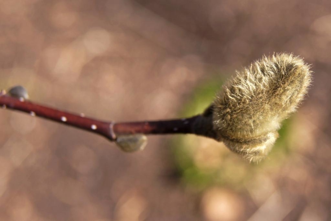 Magnolia ×loebneri 'Merrill' (Merrill Loebner's Magnolia), bud, flower