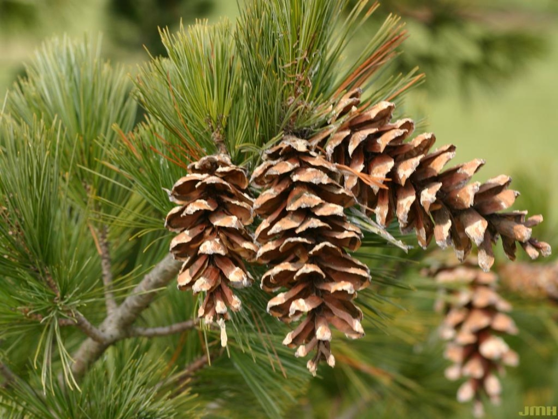 Pinus peuce Grisebach (Balkan pine), cones