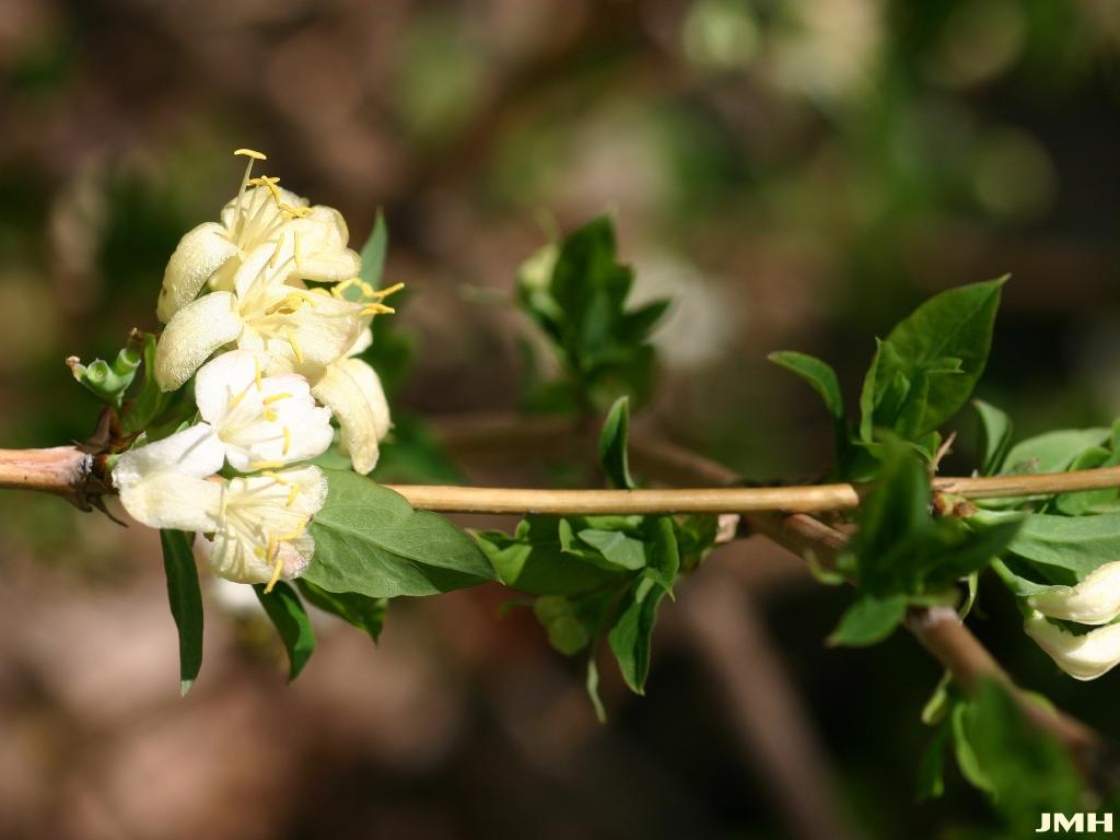 Lonicera fragrantissima Lindl. & Paxt. (winter honeysuckle), flowers along stem