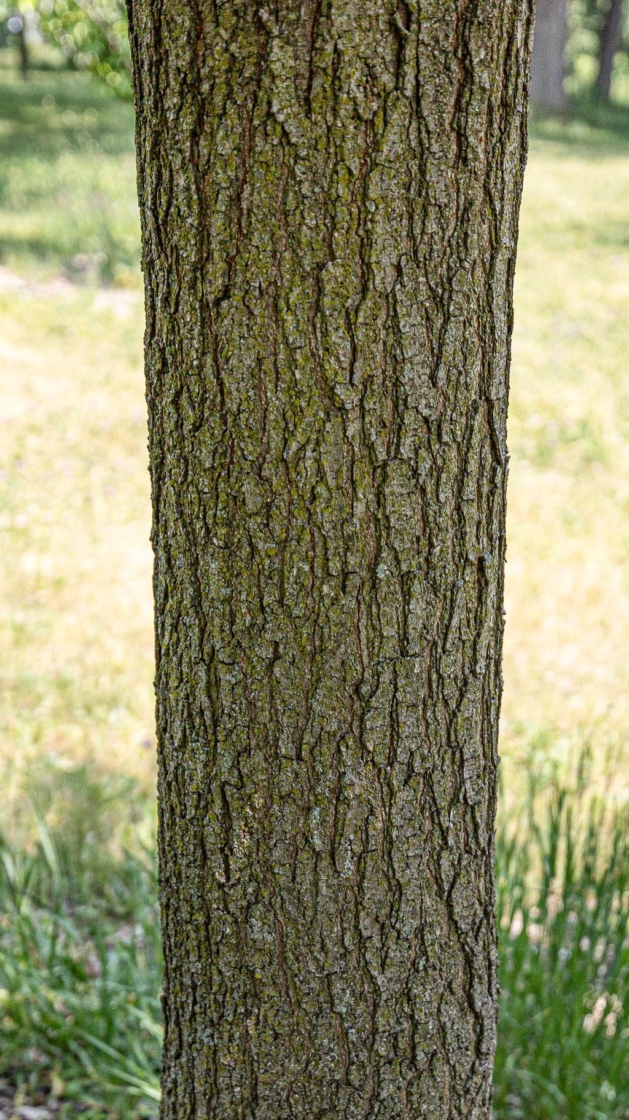 Koelreuteria paniculata Laxm. (golden rain tree), bark