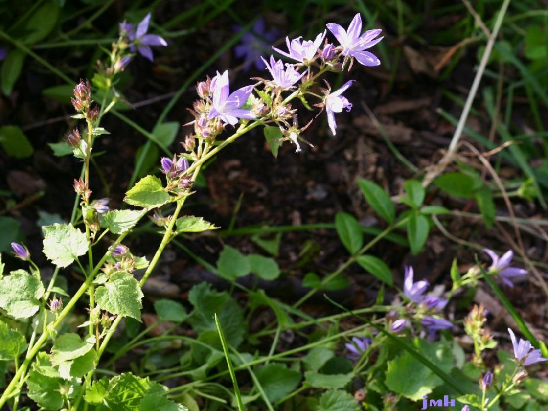 Campanula poscharskyana Degen (Serbian bellflower), flowers on tall stem