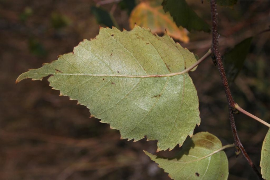 paper birch leaf