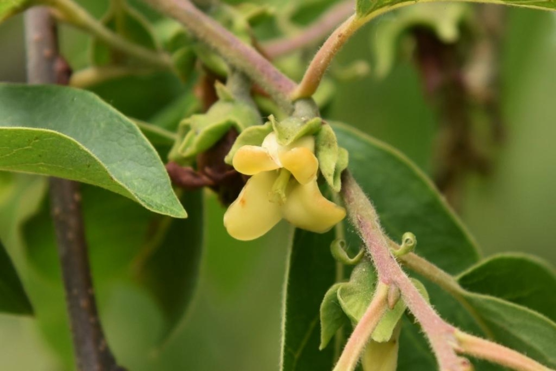 Diospyros virginiana (Persimmon), flower, full