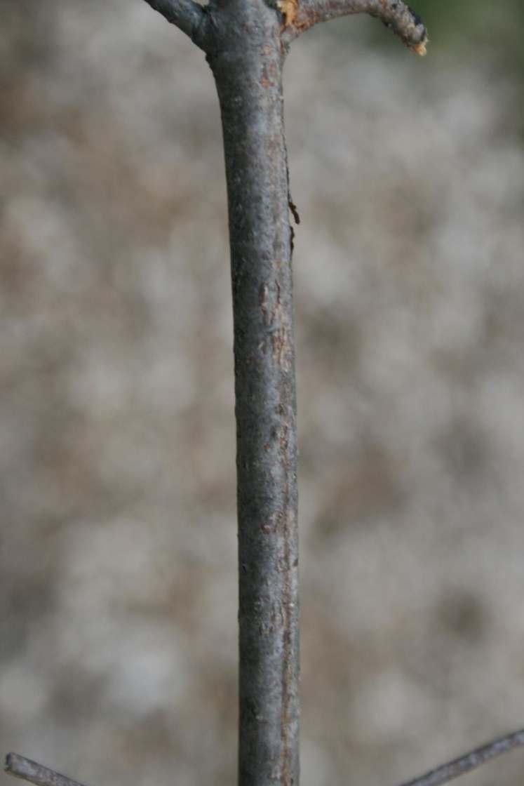 Cornus officinalis (Japanese Cornel), bark, branch