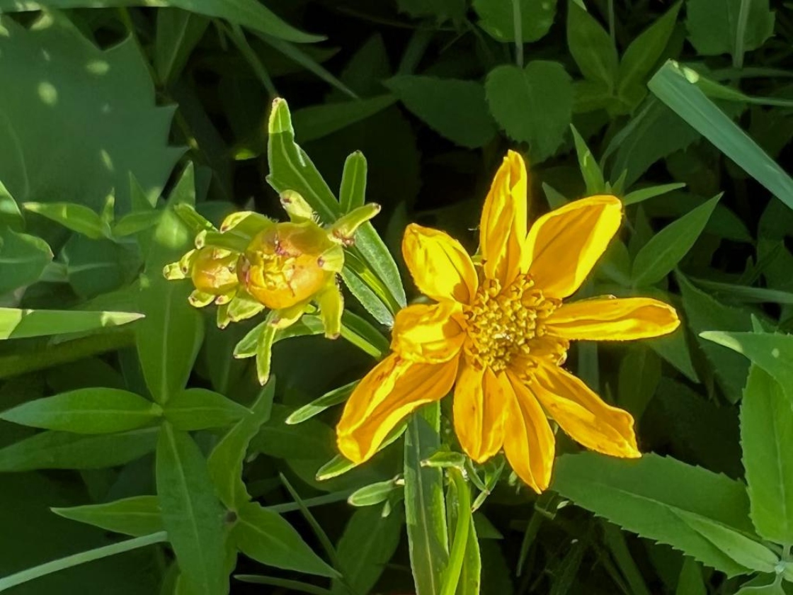 Coreopsis palmata Nutt. (prairie coreopsis), buds and flower