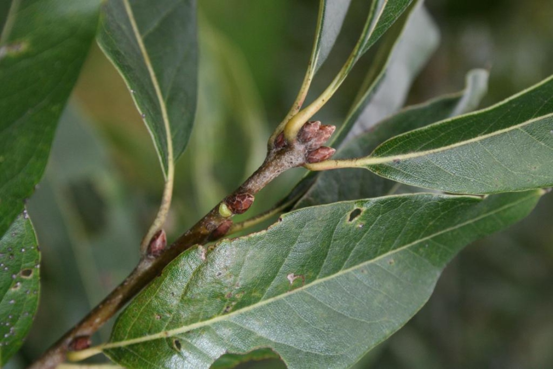 Quercus imbricaria (Shingle Oak), bud, terminal