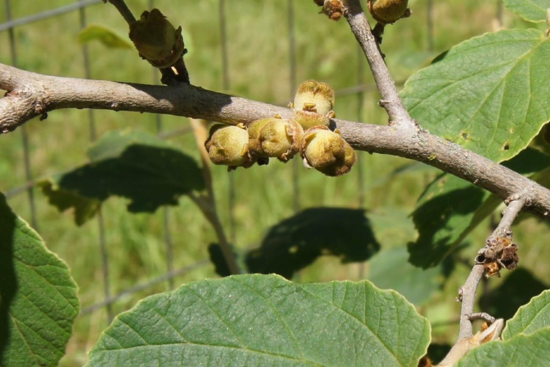 Hamamelis mollis 'Wisley Supreme' (Wisley Supreme Chinese Witch-hazel), fruit, immature