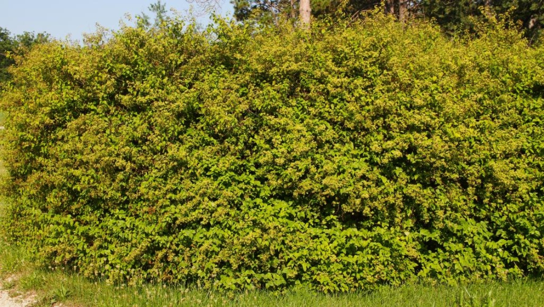 Neviusia alabamensis Gray (Alabama snow wreath), form