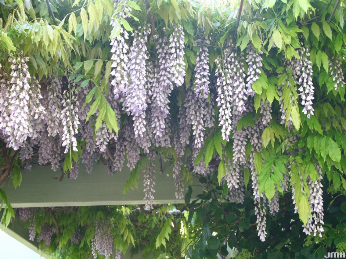 Wisteria sinensis (Sims) Sweet (Chinese wisteria), vine, flowers