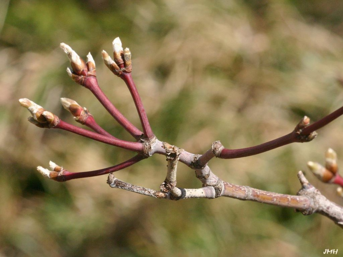 Acer japonicum ‘Aconitifolium’ (Fern-leaved fullmoon maple), buds