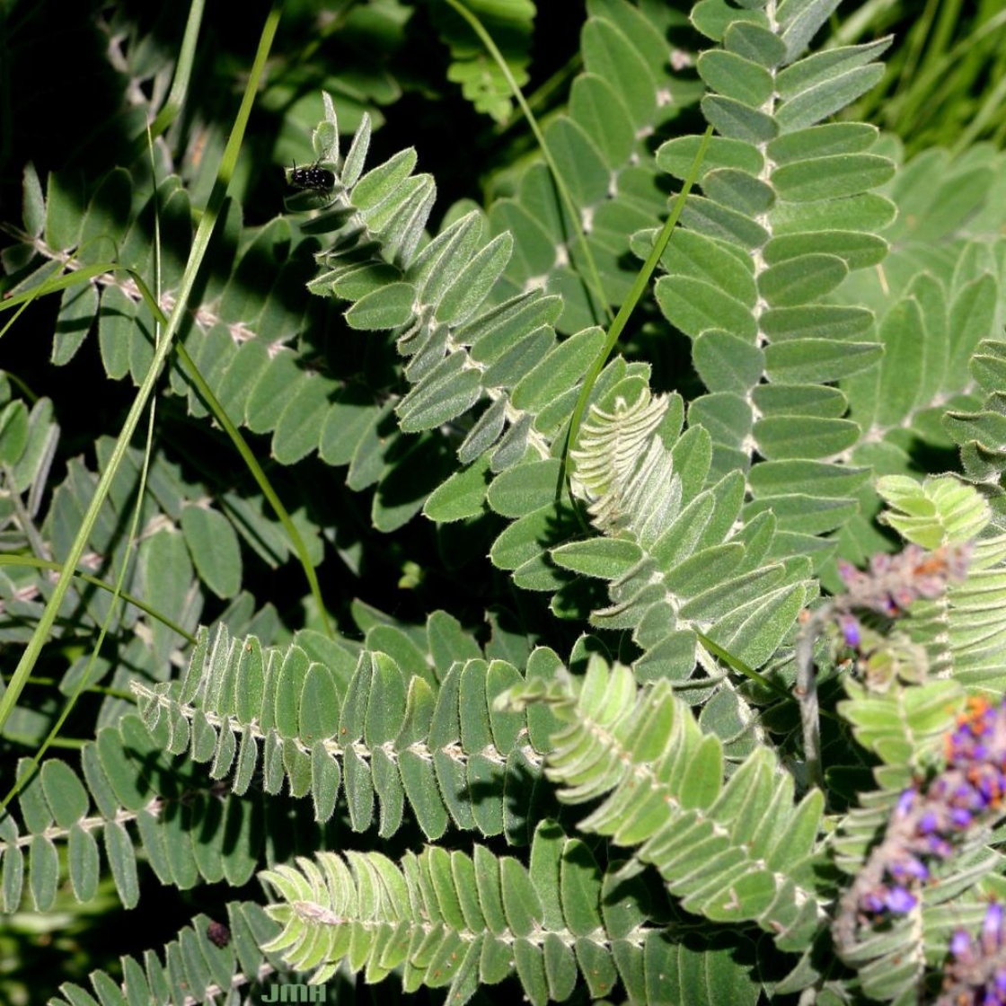 Amorpha canescens Pursh (leadplant), leaves