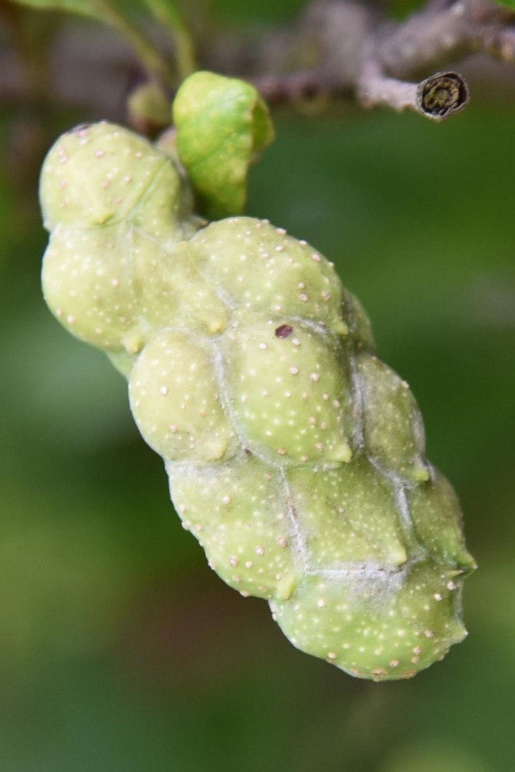 Magnolia stellata 'Rosea' (Pink Star Magnolia), fruit, immature