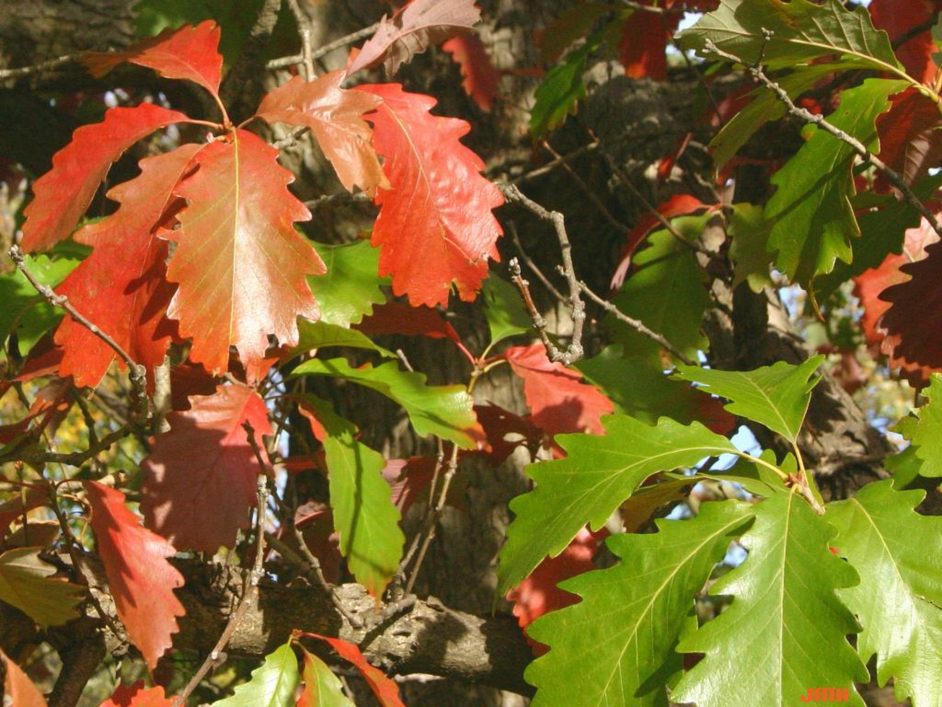 Swamp chestnut oak The Morton Arboretum