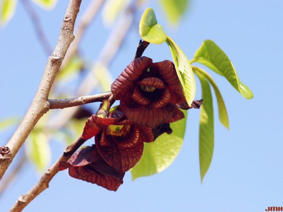 Closeup photo of maroon flowers blooming on the branch of a pawpaw tree.