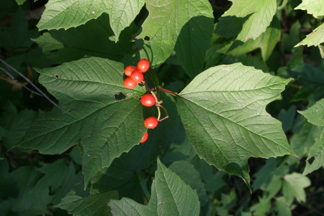 American Cranberry Bush (Viburnum Opulus Var. Americanum) - Live Dormant Plant 4-6 Inches