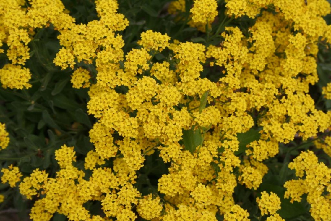 Aurinia saxatilis ‘Compacta’ (Compact goldentuft), flowers