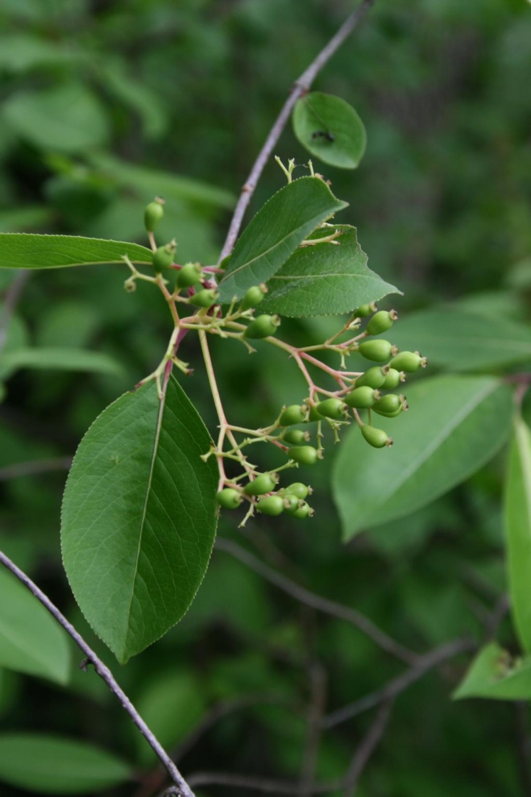 Viburnum prunifolium (Black-haw), fruit, immature