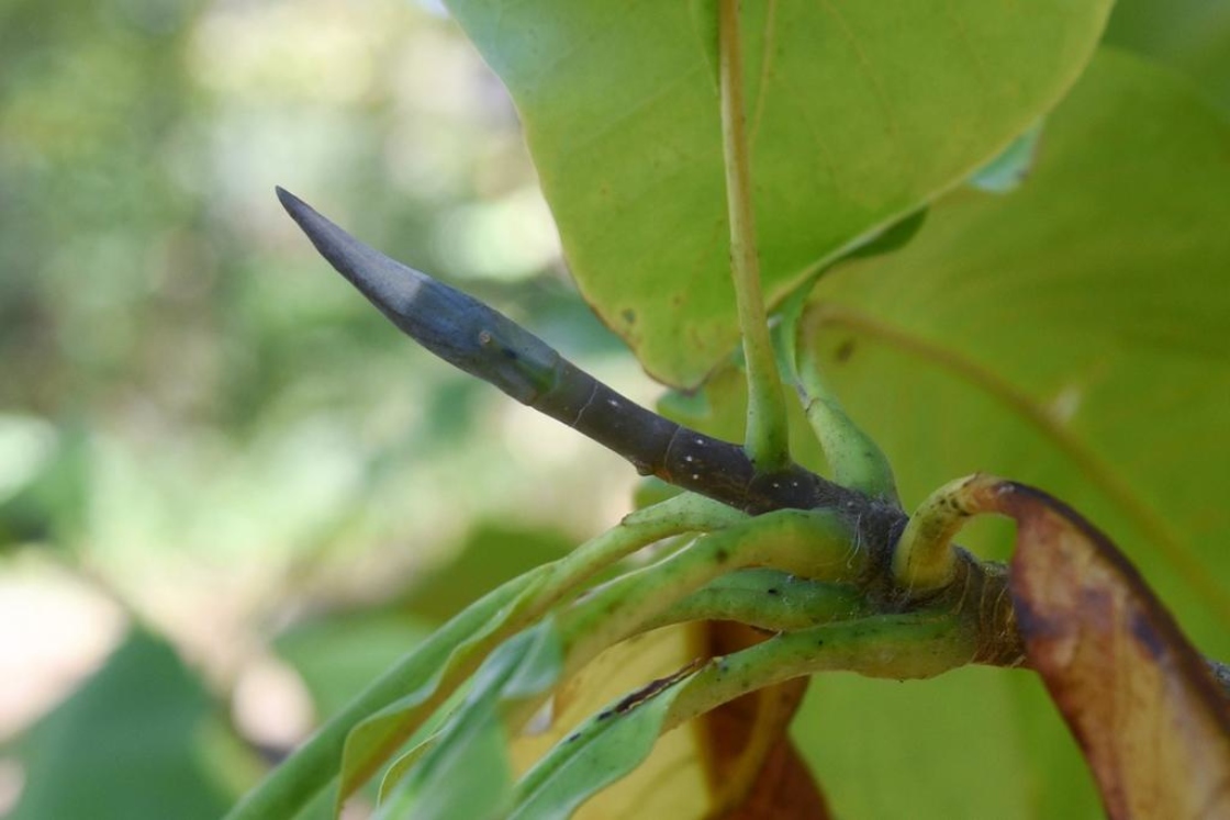 Magnolia tripetala (Umbrella Magnolia), bud, terminal