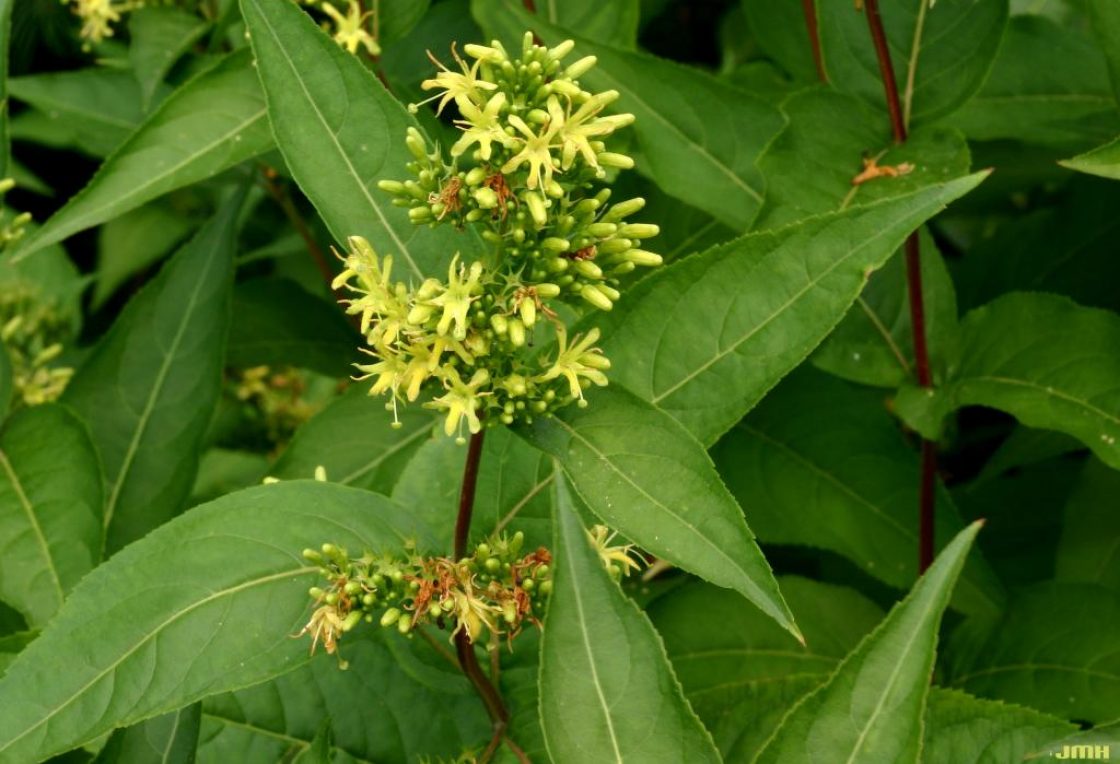 Diervilla lonicera Mill. (bush-honeysuckle), inflorescence and leaves