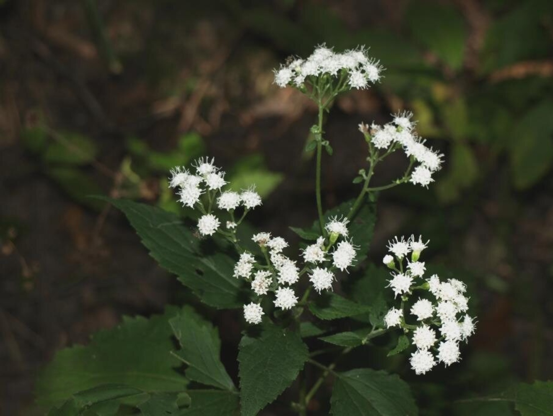 Ageratina altissima var. altissima (White Snakeroot), inflorescence