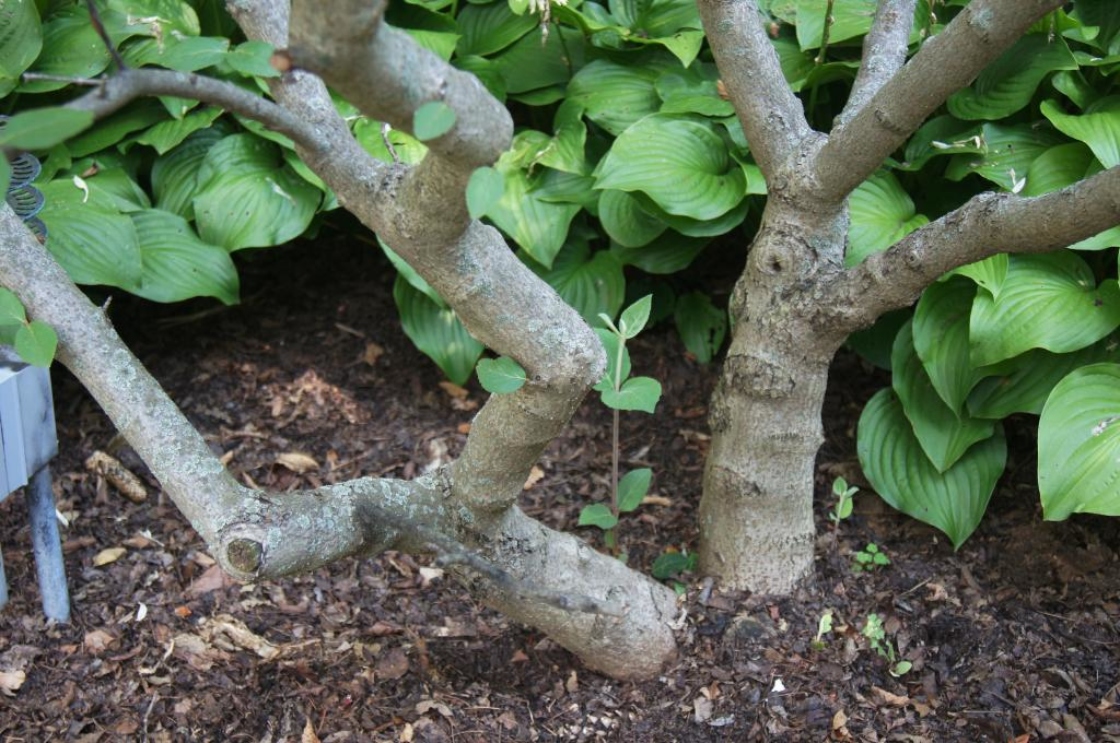 Viburnum ×carlcephalum (PP 776) (Fragrant Snowball), bark, trunk