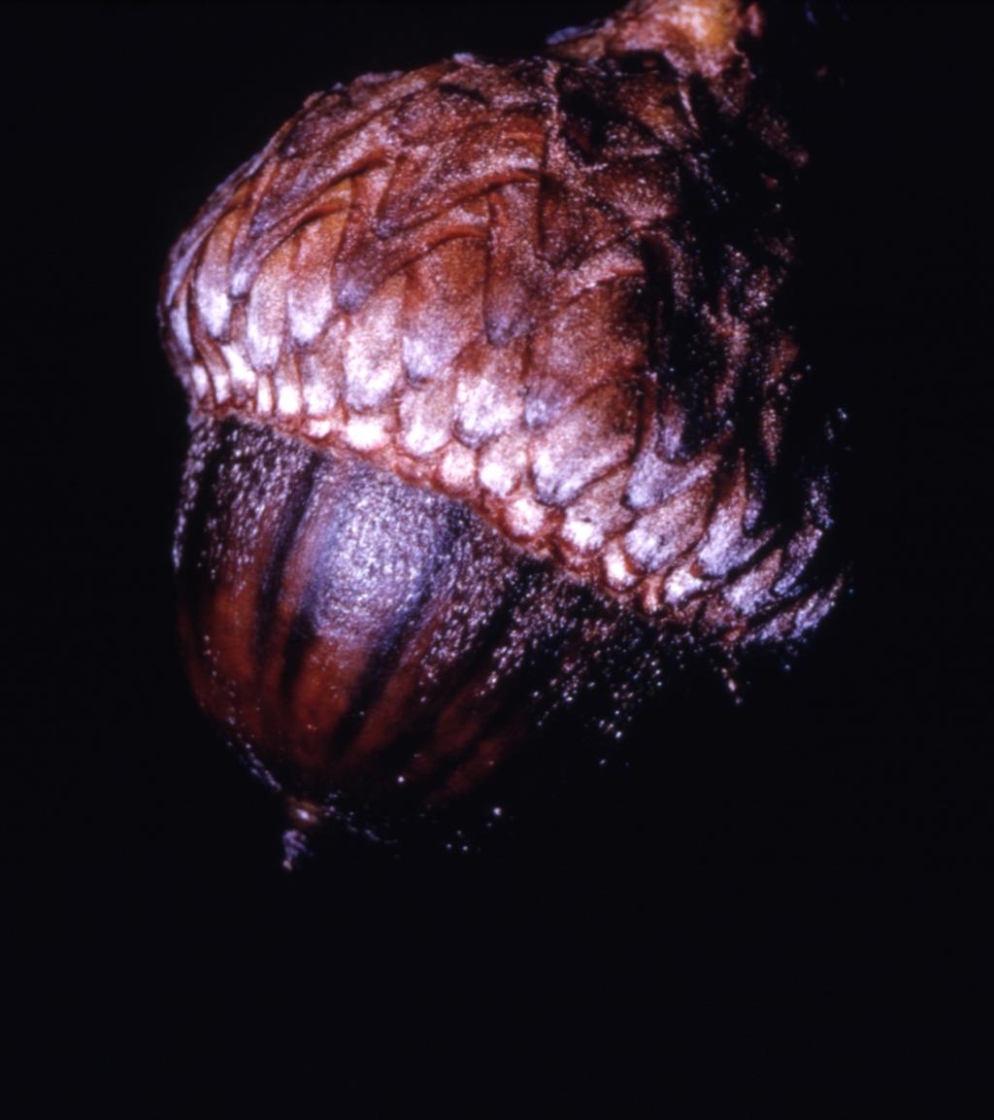 Quercus coccinea (scarlet oak), acorn detail