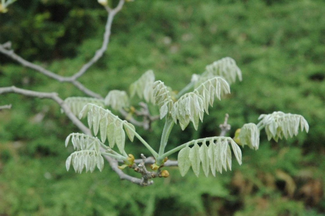 Maackia amurensis Rupr. & Maxim. (Amur maackia), leaves