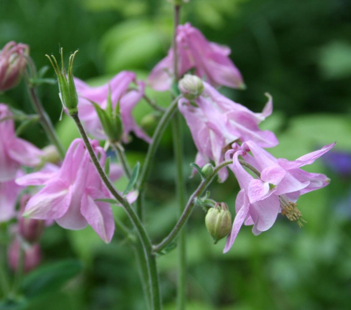 Aquilegia hybrids (Hybrid columbine), flowers