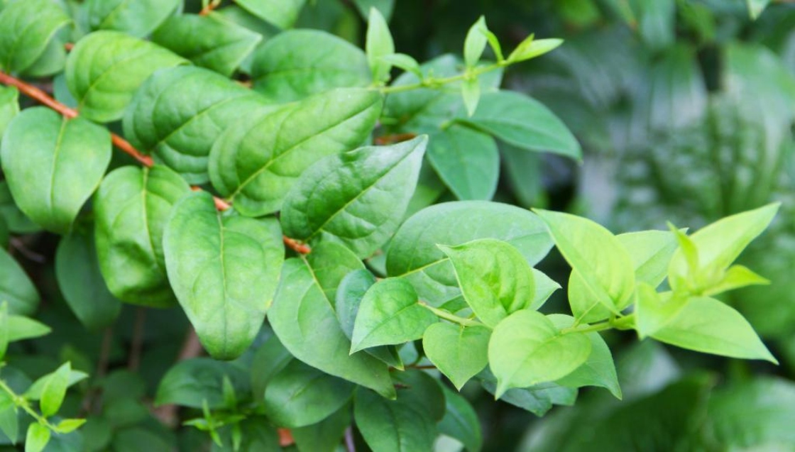 Abeliophyllum distichum Nakai (white-forsythia), leaves