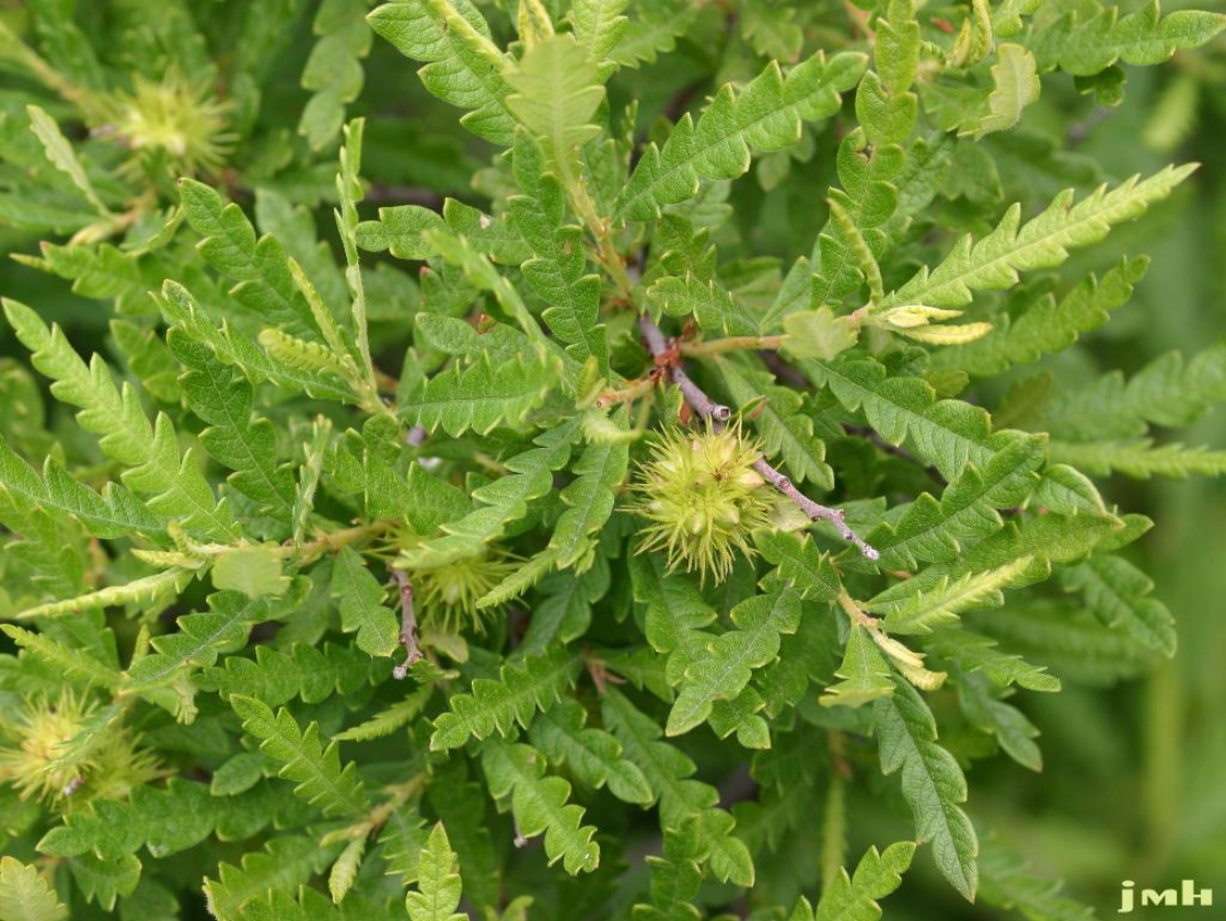 Comptonia peregrina (L.) Coult. (sweet-fern), leaves and fruit