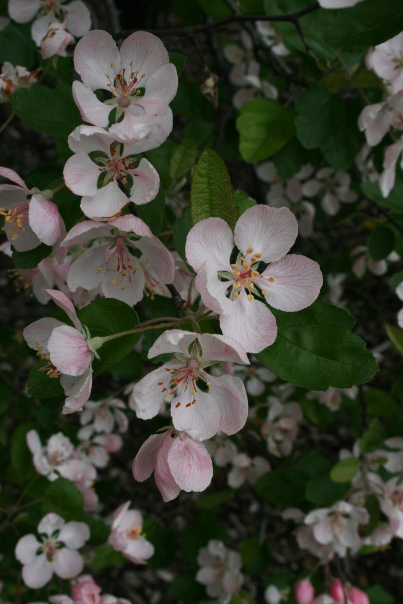 Prairie crabapple The Morton Arboretum