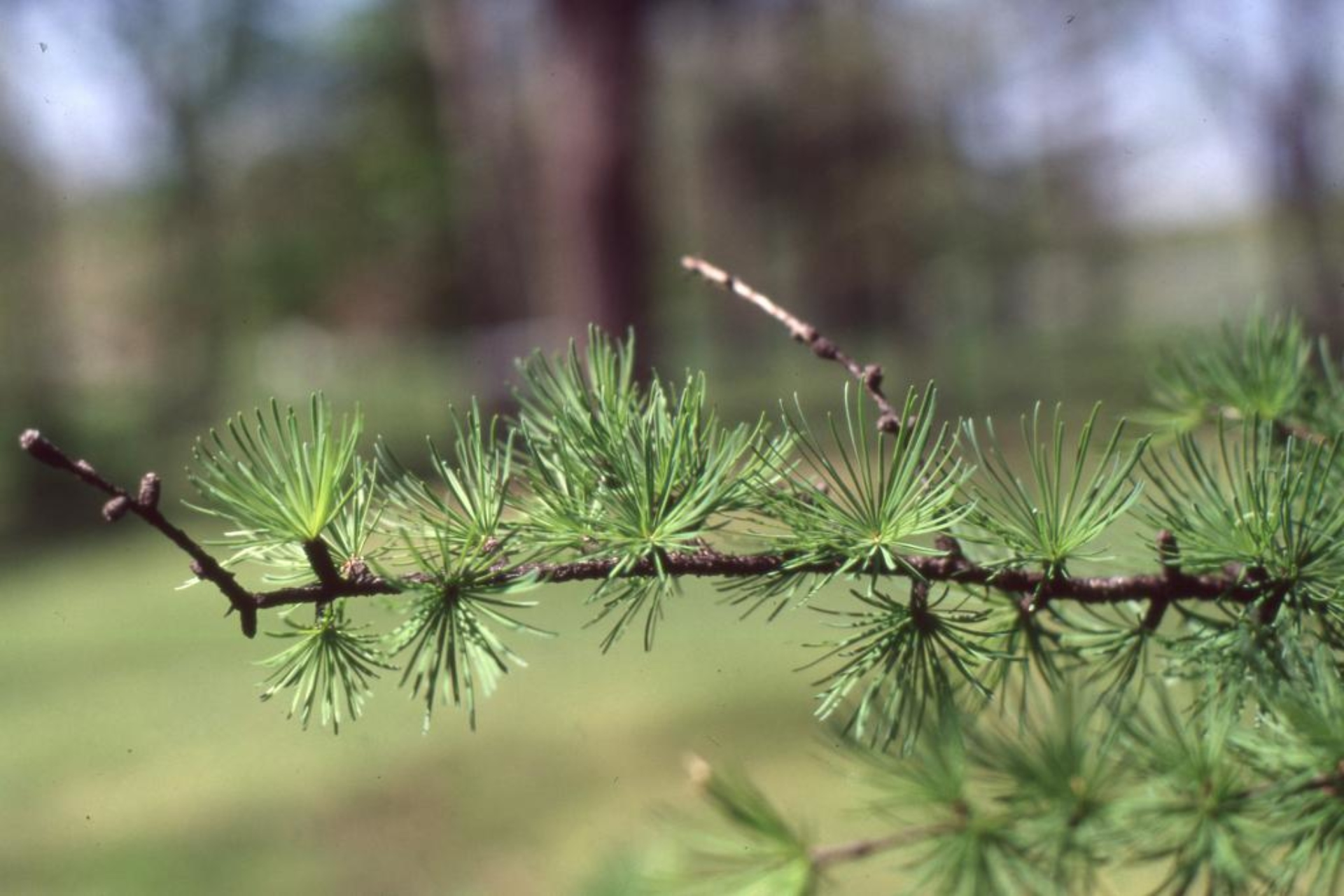 STAMMBAUM シュタンバウム Japanese larch 別注 japanese larch no. 1 | Bonsai Mirai